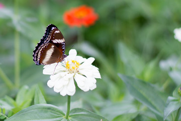 Butterflies in summer