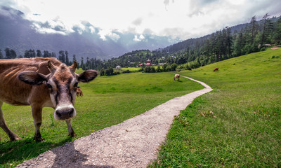 Fototapeta na wymiar Cow in Green meadows in himalayas, Great Himalayan National Park, Sainj Valley, Himachal Pradesh, India