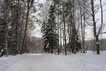 Fototapeta premium Winter forest in the North of Russia