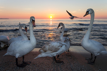 Swans on the sea in the early morning at sunrise. Wintering birds in Bulgaria on the Black Sea coast. The romance of the morning with graceful swans in the rays of a delightful sunrise.