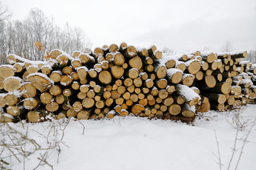 Winter im Laubwald: Holzschnitt