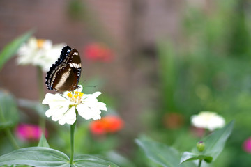  Butterflies in summer