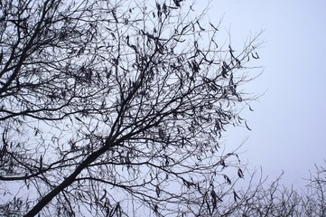 Obraz premium Gleditsia triacanthos, Christusdorn, Schmetterlingsblütengewächse,Fabaceae,Laubbaum