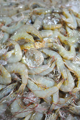 The fresh shrimp in thailand market.