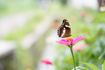 Fototapeta premium Butterflies in summer