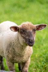 Naklejka na ściany i meble Lamb on grass field