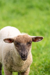 Fototapeta premium Lamb on grass field