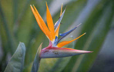 Fototapeta na wymiar fleur perroquet