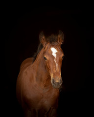 Obraz premium Foal Horse
