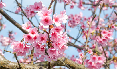 beautiful cherry blossoms