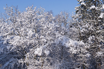 Picturesque Snow Scenes