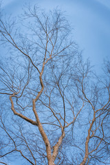 Dry tree with cloudy sky, Blue sky Background,  ancient bare Old tree on bright blue sky, Branches after winter leaves.
