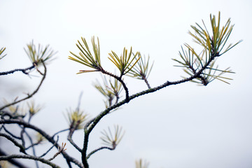 Kiefernzweig im Winter