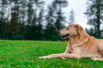 Indian Dog in Green Meadow in Himalayas, Great Himalayan National Park, Sainj Valley, Shahgarh, Himachal Pradesh, India