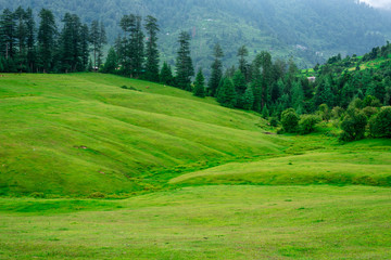 Green Meadow Surrounded by Deodar Tree in Himalayas, Sainj Valley, Shahgarh, Himachal Pradesh, India