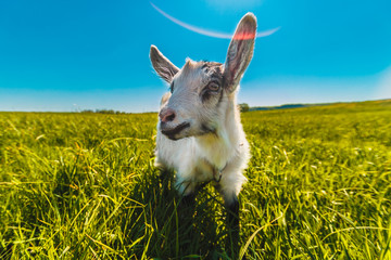 goat on the grass in summer