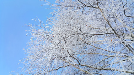 Beautiful branches of trees covered with snow