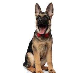 shocked german shepard wearing red bowtie looks to side
