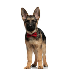 classy wolf dog wearing red bowtie stands with eyes closed