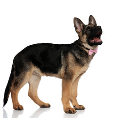 side view of happy dog with pink bowtie looking up