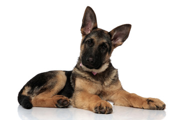adorable german shepard wearing pink bowtie resting