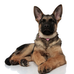 cute german shepard with pink bowtie lying with eyes closed