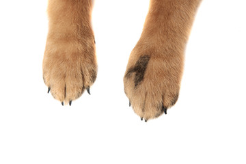 cute german shepard paws on white background
