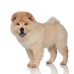 side view of hairy chow chow with tongue exposed standing