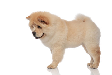 side view of adorable chow chow panting and looking down