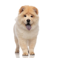 yellow chow chow with blue tongue panting and standing
