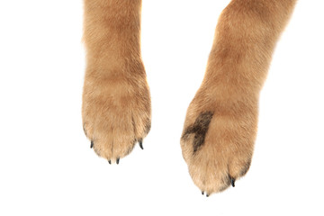 close up of adorable brown dog paws with claws - obrazy, fototapety, plakaty