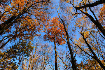 Cime des arbres en automne