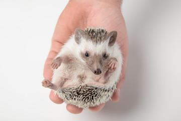 person holding cute african dwarf hedgehog looking down