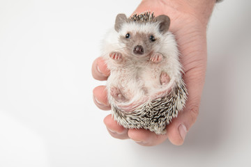 cute african dwarf hedgehog resting in human hand