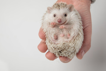 cute african dwarf hedgehog lying in person's hand