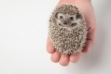 person holding adorable african dwarf hedgehog in hand © Viorel Sima