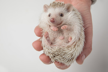 spiky african dwarf hedgehog resting in people's hand © Viorel Sima
