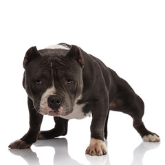 adorable black and white american bully standing