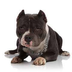 lovely black and white american bully wearing collar lies