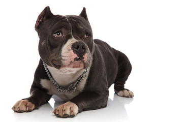cute american bully wearing collar relaxes and looks to side