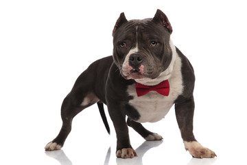 curious american bully wearing red bowtie looks to side