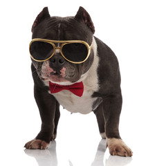 elegant american bully wearing golden sunglasses and bowtie standing