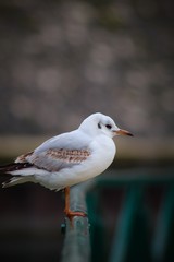 L'oiseau de la rivière