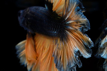 Colors and patterns on the fish tail surface bite.