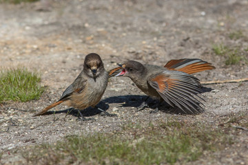 Siberian jay