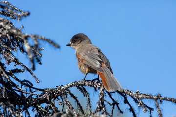 Siberian jay
