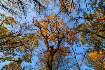 Cime des arbres en automne