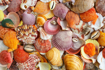 Seashells as background, sea shells collection - obrazy, fototapety, plakaty