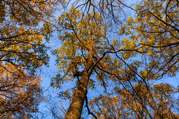 Cime des arbres en automne