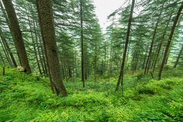 Fototapeta na wymiar tall old trees in evergreen primeval forest of himalayas Sainj Valley, Himachal Pradesh, India